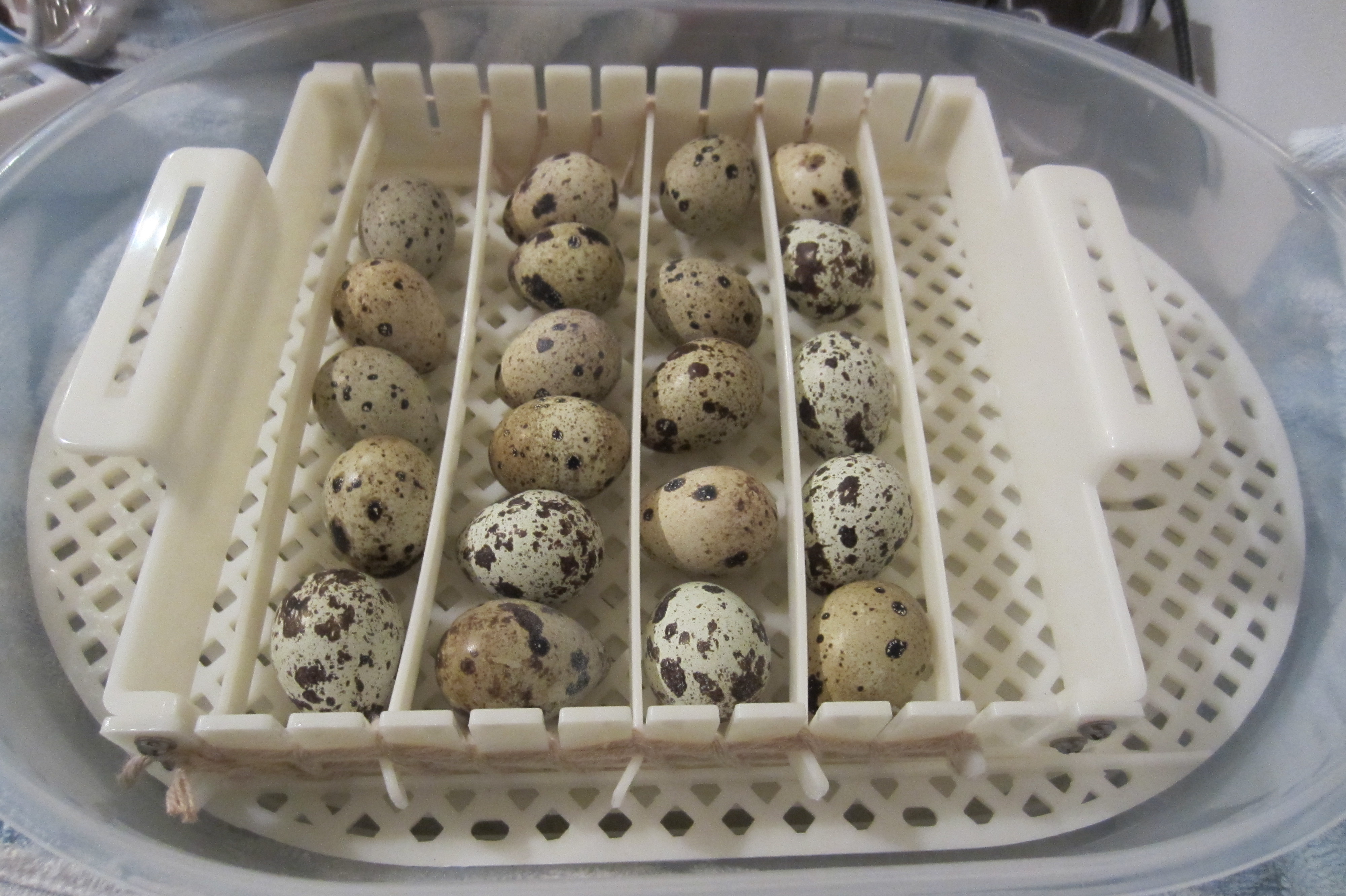 Quail Egg Incubators