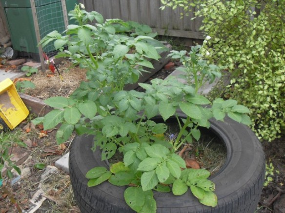potatoes flowering in car tire with coffee compost