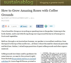 coffee grounds as a fertilizer for roses