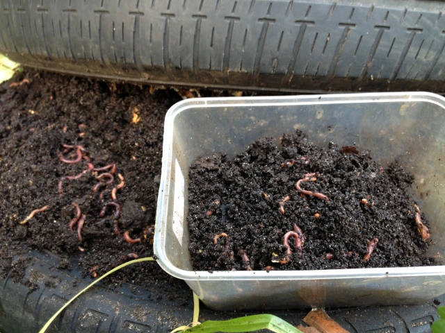 Some Dos and Don'ts of Worm Farming