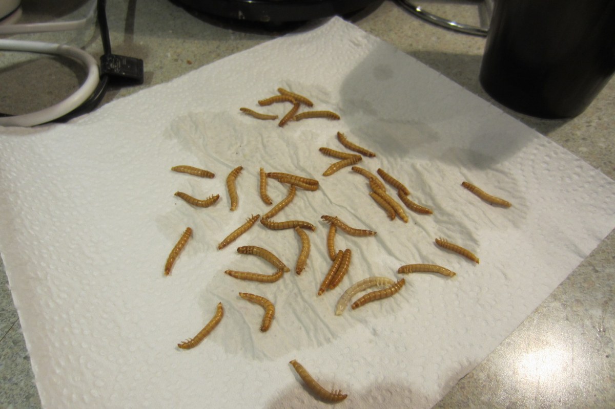 mealworms boil prepare to cook