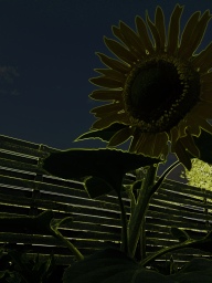 bright lights sunflower