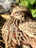 cute jap quail