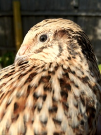 close up image of a quail