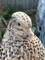 courtnix quail