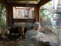 quail cage hutch