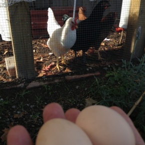 Chicken Eggs from the Suburbs