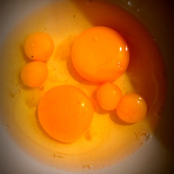 quail eggs yolk