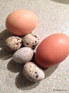 quail-chicken-eggs
