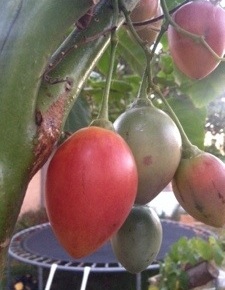 Tamarillo – 5 Reasons Why You Need a Year Round Tomato