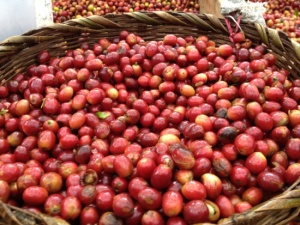 Bowl of Coffee Cherries