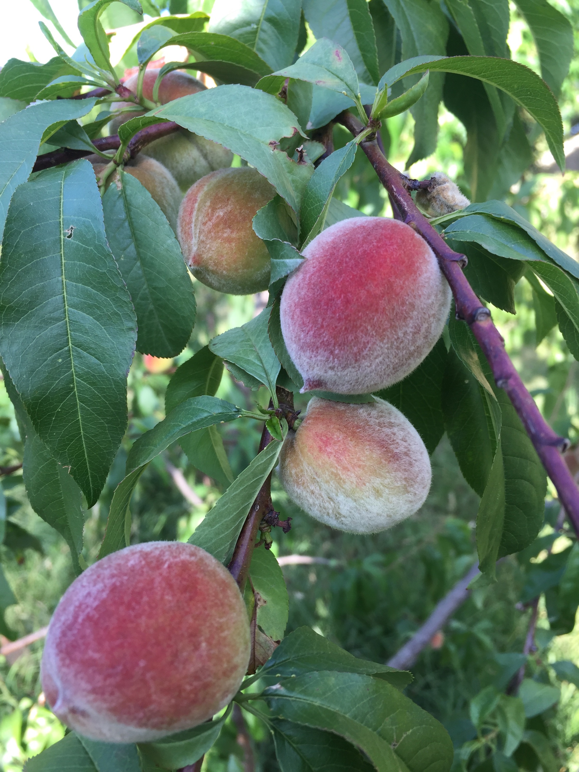 summer peaches
